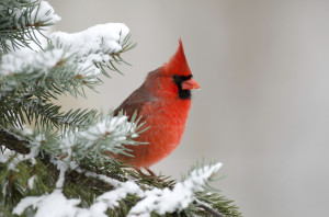 Like a cardinal in winter, there are bright spots in your divorce process Like a cardinal in winter, there are bright spots in your divorce process