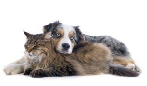 Pet Custody in Divorce Pet Custody in Divorce
