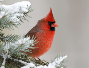 Like a cardinal in winter, there are bright spots in your divorce process