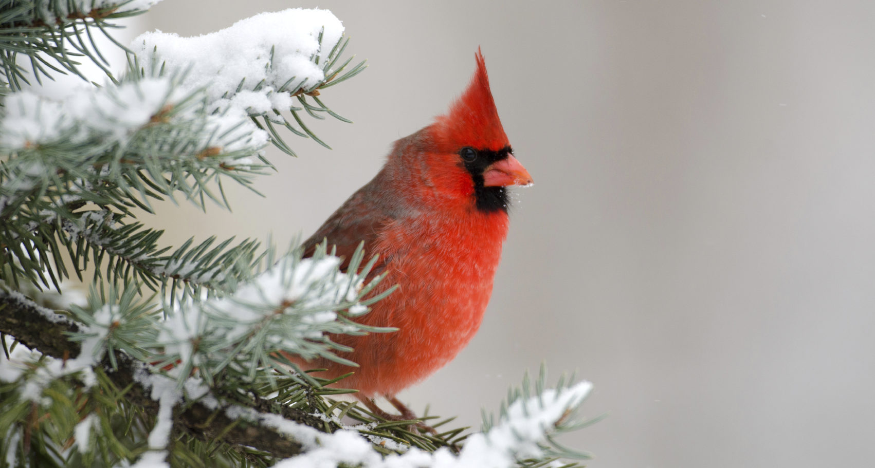 Like a cardinal in winter, there are bright spots in your divorce process